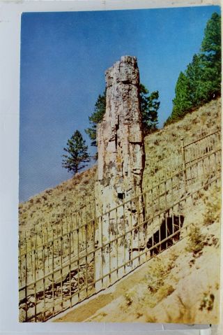 Scenic Tower Fall Mammoth Highway Petrified Tree Postcard Old Vintage Card View