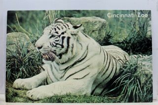 Ohio Oh Cincinnati Zoo White Tiger Postcard Old Vintage Card View Standard Post