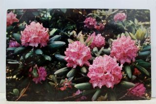 North Carolina Nc Black Mountain Purple Rhododendron Postcard Old Vintage Card