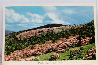 Tennessee Tn Great Smoky Mountains National Park Rhododendron Postcard Old View