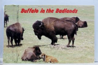 South Dakota Sd Black Hills Badlands North American Bison Buffalo Postcard Old