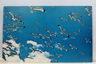 Scenic Pacific Northwest Beaches Seagulls Postcard Old Vintage Card View Post Pc