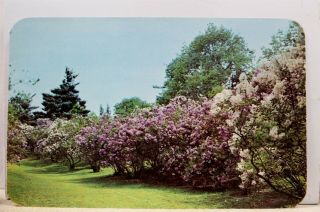 York Ny Rochester Highland Park Lilac Time Postcard Old Vintage Card View Pc