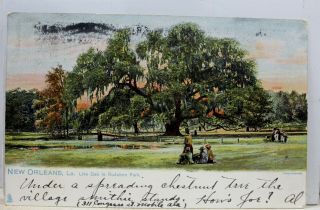 Louisiana La Orleans Audubon Park Live Oak Postcard Old Vintage Card View Pc