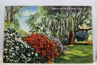 Florida Fl Live Oak Trees Azaleas Postcard Old Vintage Card View Standard Post