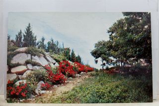 Massachusetts Ma Cape Cod Falmouth Rocks Roses Silver Beach Postcard Old Vintage
