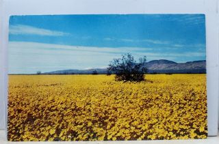 California Ca Mojave Desert Springtime Boron Valley Postcard Old Vintage Card Pc