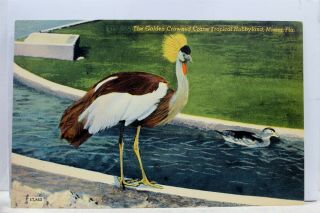 Florida Fl Miami Tropical Hobbyland Golden Crowned Crane Postcard Old Vintage Pc