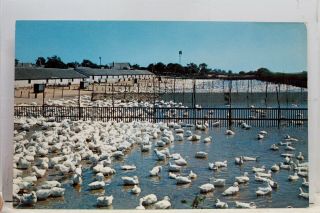 York Ny Long Island Ducks White Pekin Postcard Old Vintage Card View Post Pc