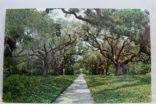 South Carolina Sc Murrells Inlet Brookgreen Gardens Live Oak Walk Postcard Old