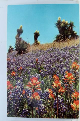 Texas Tx Bluebonnets Indian Paintbrush Giant Dagger Postcard Old Vintage Card Pc