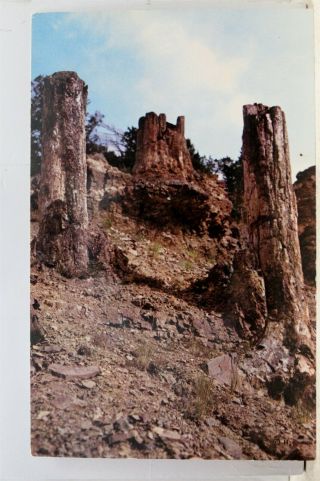 Yellowstone National Park Petrified Tree Stumps Postcard Old Vintage Card View