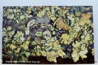 Kentucky Ky Mammoth Cave Gypsum Flowers Postcard Old Vintage Card View Standard