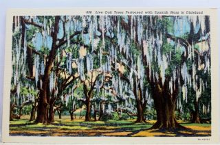 Scenic Dixieland Spanish Moss Live Oak Trees Festooned Postcard Old Vintage Card