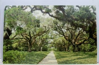 South Carolina Sc Myrtle Beach Brookgreen Gardens Live Oak Walk Postcard Old Pc