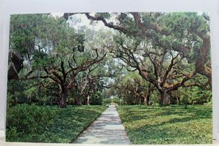 South Carolina Sc Murrells Inlet Live Oak Walk Brookgreen Gardens Postcard Old