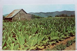 Scenic Tobacco Ready For Harvest Postcard Old Vintage Card View Standard Post Pc