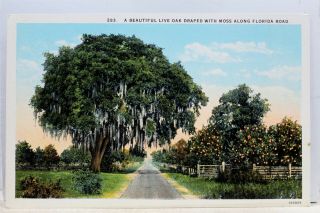 Florida Fl Road Live Oak Moss Postcard Old Vintage Card View Standard Souvenir