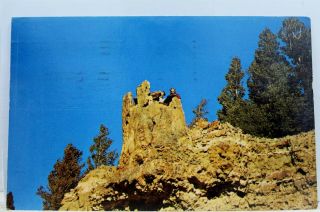 Yellowstone National Park Petrified Tree Stump Tower Junction Postcard Old View