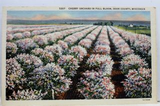 Wisconsin Wi Door County Cherry Orchard Full Bloom Postcard Old Vintage Card Pc