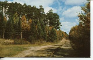 Old Post Card Of A Dirt Road In The Forest Of Northern Minnesota