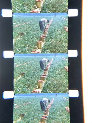 16mm Silent Home Movie Tomato Harvesting,  Campbell’s? Trucks Etc1950’s Wow 400”