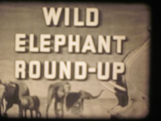 16 Mm B & W Sound 602 Castle Films Wild Elephant Roundup,  1942