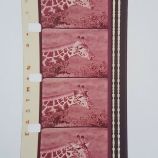 16mm Sound Film,  The Untamed World Nature ' s Giants (1972) CTV Nature Documentary 3