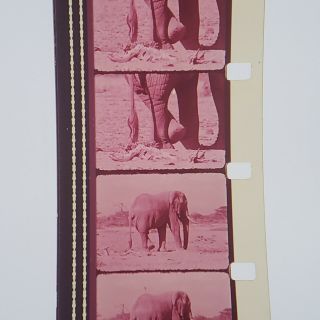 16mm Sound Film,  The Untamed World Nature ' s Giants (1972) CTV Nature Documentary 4