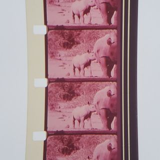 16mm Sound Film,  The Untamed World Nature ' s Giants (1972) CTV Nature Documentary 6