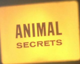 16mm Sound Film Animal Secrets The Search To Survive Documentary Color