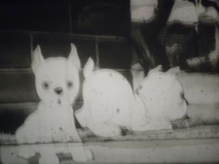 16mm Cartoon With Two Puppies No Titles
