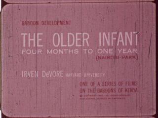 The Older Infant: Four Months To One Year 1968 16mm Short Film About Baboons