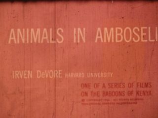 Animals In Amboselli 1968 16mm Short Film Documentary
