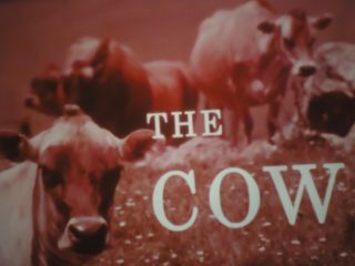 16mm The Cow Educational Film 400 