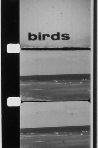 Birds 16mm Film B & W Sound No Reel No Can Roll Of Film Only Z11