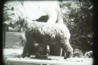 16MM FILM - THE POODLE - 1936 - ADOLPH ZUKOR SHORT 6