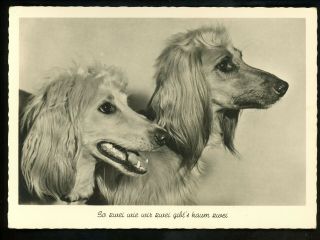 Dog Puppy Postcard Photo Card Vintage Printed Germany