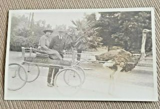 Vintage Rppc Real Photo Post Card Los Angeles Ostrich Farm Cart Lincoln Park