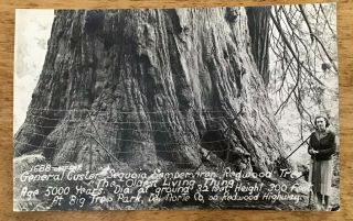 Vintage 1900’s Real Photo Postcard,  General Custer Redwood,  Big Tree Park,  Ca