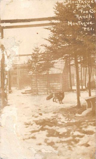 Montague Pei Canada Black Fox Co Real Photo Vintage Postcard Jf686350