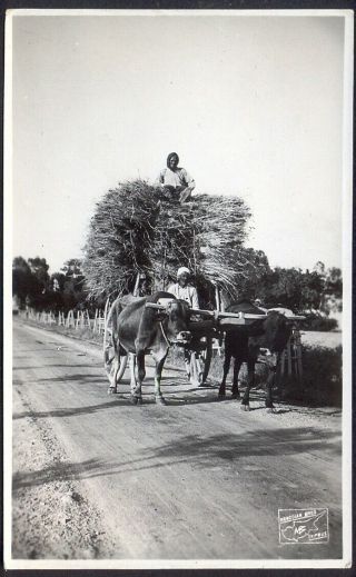 Cypriot Farmers Bringing Their Crop Home.  Vintage Real Photo Postcard.  Post