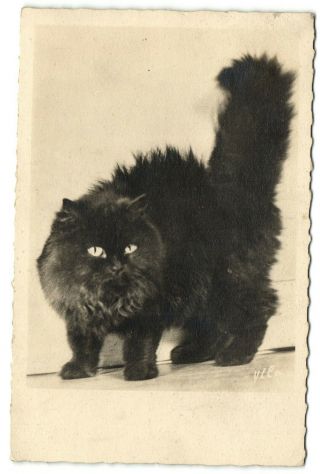 Large Black Cat Real Vintage Photo Postcard Ca 1920 