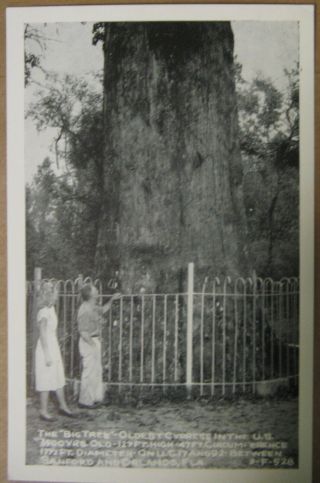 Estate - Vintage Real Photo Postcard - The " Big Tree " Oldest Cypress - Fla.
