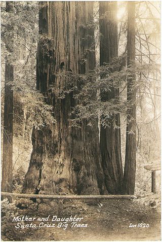 Rppc Mother & Daughter Santa Cruz Ca Big Trees Zan Real Photo Vintage Postcard
