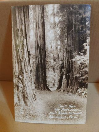 Rppc Vintage Photo Postcard Muir Woods Monument California