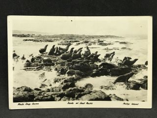 Vintage Rppc Real Photo Postcard Seals & Seal Rocks,  Phillip Island A.  J.  Murray