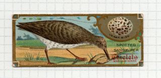 Chiclets Bird Card Spotted Sandpiper,  Canadian Chewing Gum Company 1930s