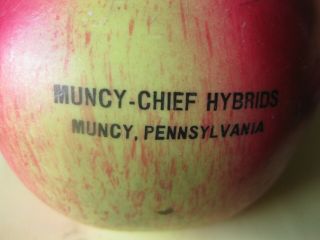 Muncy Chief Hybrids - Muncy Pennsylvania - Large Apple Form Desk Pencil Holder