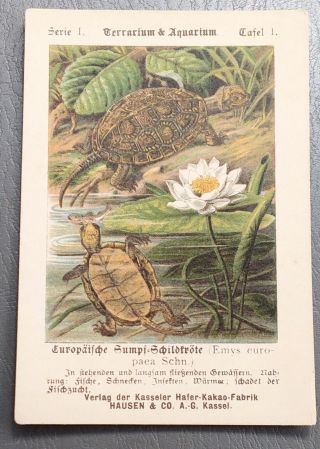 1800s Victorian Trade Card 2 Turtles Lilly Pad Terrarium Aquarium.  B24